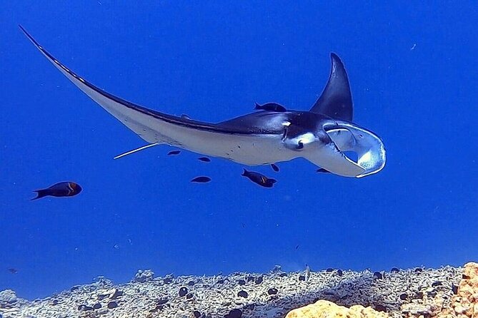 Manta Ray Night Snorkel Experience of a Lifetime - The $79.46 price and what you receive