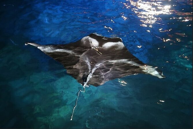 Manta Ray Night Snorkel Experience of a Lifetime - What happens once the light board is in place