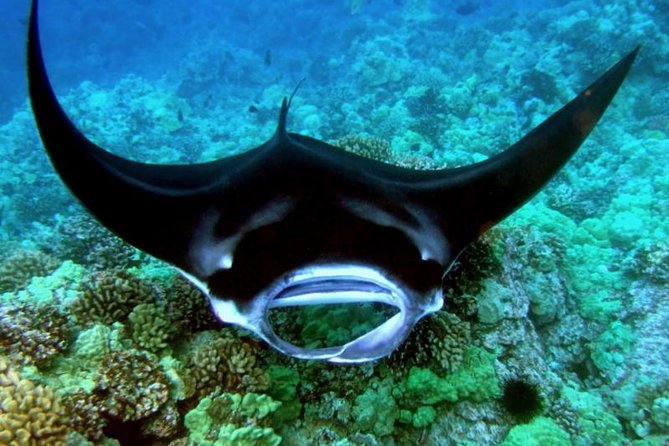 Manta Ray Night Snorkel from Kona — Small Group - A small boat has clear advantages and limits