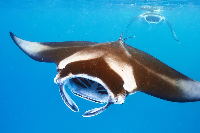 Manta Ray Night Snorkel from Kona — Small Group - The safety briefing and getting ready