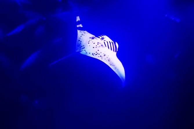 Manta Ray Night Snorkel in Kona - Key points before you book