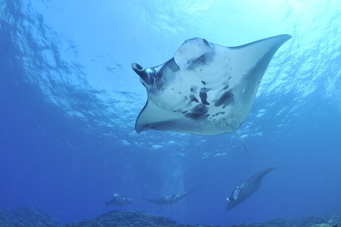 Manta Ray Night Snorkel Kona - Coral Reef Snorkel Adventures - Snacks, drinks, and the chilly ride home