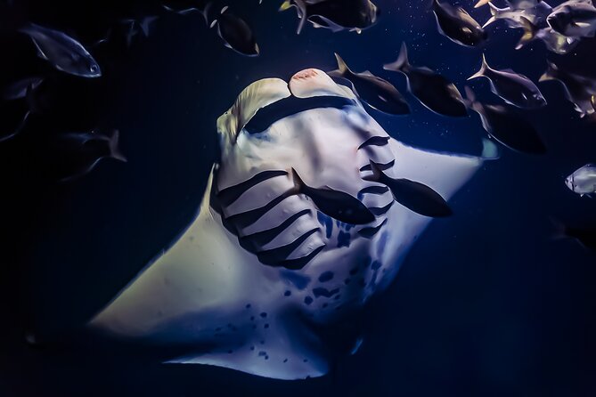 Manta Ray Night Snorkel Tour in Kailua-Kona, Big Island - Key points to know before you book
