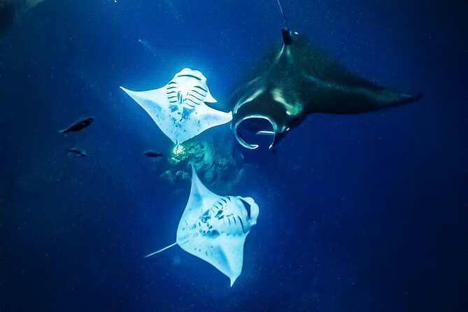 Manta Ray Night Snorkel Tour in Kailua-Kona, Big Island - A look at the full two-hour schedule