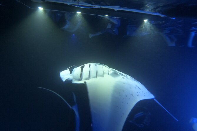 Manta Ray Snorkeling by Night in Kailua-Kona, Hawaii - The main event, floating with the manta rays