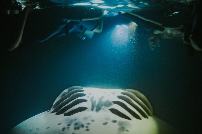 Manta Ray Snorkeling by Night in Kailua-Kona, Hawaii - The small group is worth considering