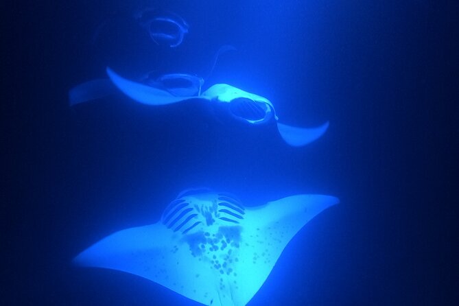 Manta Ray Snorkeling by Night in Kailua-Kona, Hawaii - Timing, weather, and comfort