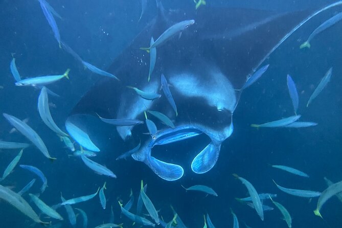 Manta Ray Snorkeling by Night in Kailua-Kona, Hawaii - Getting ready for the water