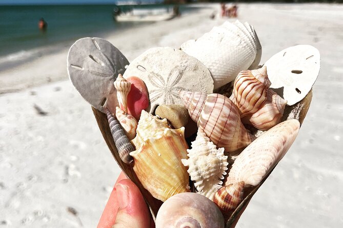 Marco Island Wildlife Sightseeing and Shelling Tour - Who will enjoy this Marco Island tour most