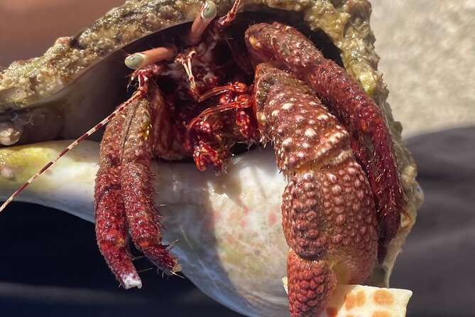 Marco Island Wildlife Sightseeing and Shelling Tour - Should you book the wildlife and shelling tour?