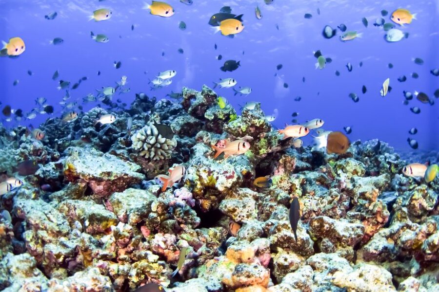 Maui: Eco-Friendly Molokini & Turtle Town Tour with Meals - Key points about the Molokini and Turtle Arches cruise