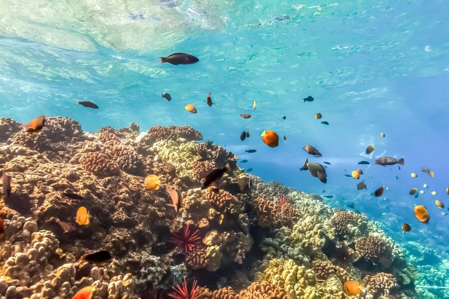 Maui: Eco-Friendly Molokini & Turtle Town Tour with Meals - Should you book this Molokini tour?