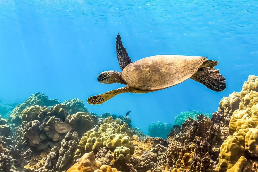 Maui: Eco-Friendly Molokini & Turtle Town Tour with Meals - Why Molokini is the main event