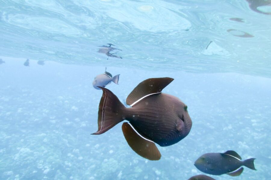 Maui: Eco-Friendly Molokini & Turtle Town Tour with Meals - Turtle Arches and the search for sea turtles