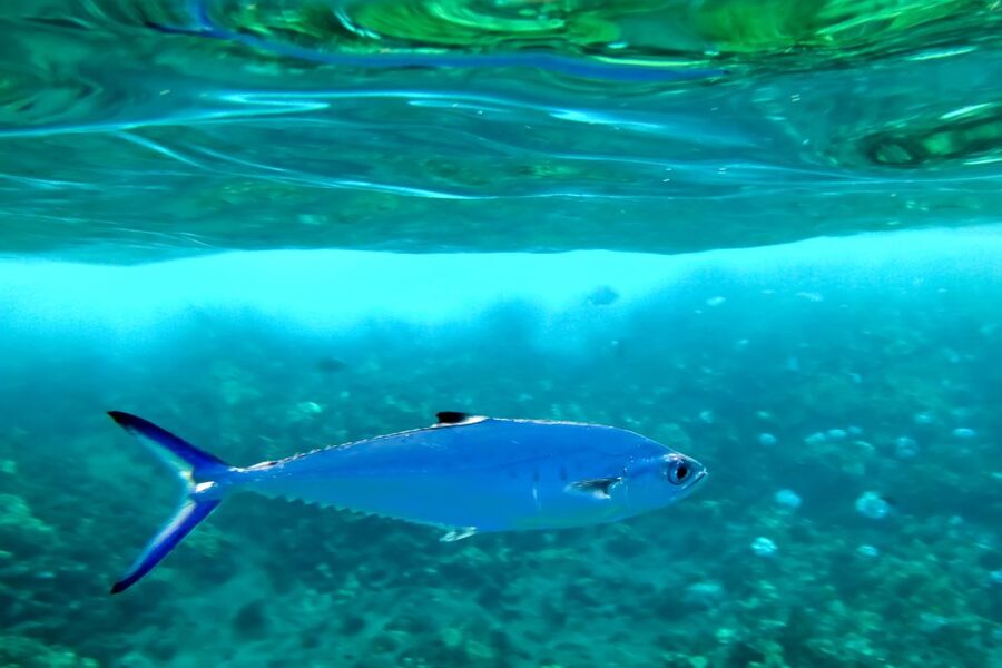 Maui: Eco-Friendly Molokini & Turtle Town Tour with Meals - Lunch on the way back to Maʻalaea