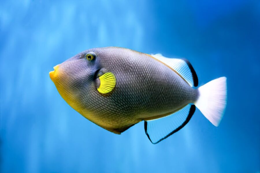Maui: Eco-Friendly Molokini & Turtle Town Tour with Meals - A conservation trip with a family focus