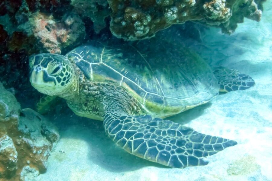 Maui: Eco-Friendly Molokini & Turtle Town Tour with Meals - Meeting at Maʻalaea Harbor