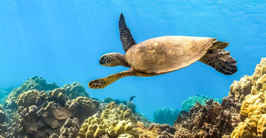 Maui: Eco-Friendly Molokini & Turtle Town Tour with Meals - Breakfast before the first swim