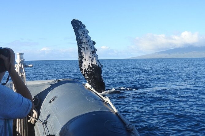 Maui Eco-Raft Tour: Eye-Level Whale or Dolphin Watching - Lahaina - From 1223 Front Street to the water