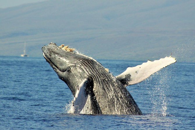 Maui Eco-Raft Tour: Eye-Level Whale or Dolphin Watching - Lahaina - What two and a half hours feels like