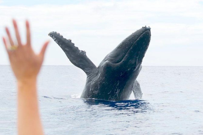 Maui Eco-Raft Tour: Eye-Level Whale or Dolphin Watching - Lahaina - Spray, sun, and the right clothes