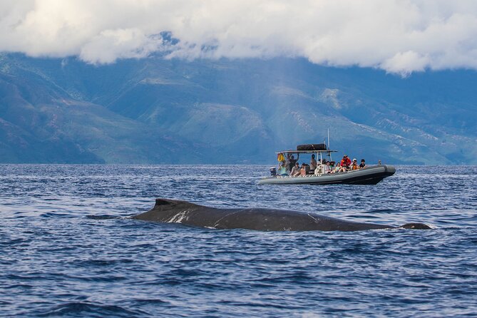 Maui Eco-Raft Tour: Eye-Level Whale or Dolphin Watching - Lahaina - How much value do you get for $85.16?