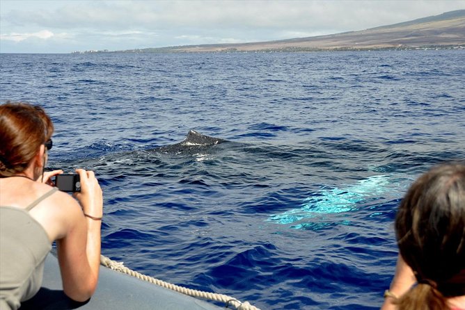 Maui Eco-Raft Tour: Eye-Level Whale or Dolphin Watching - Lahaina - Who will enjoy this raft most