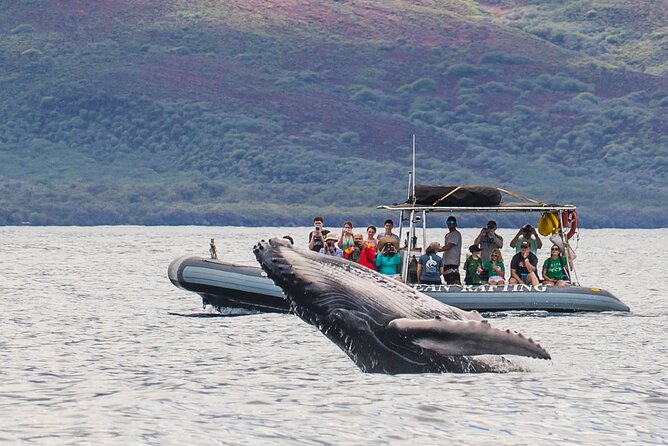 Maui Eco-Raft Tour: Eye-Level Whale or Dolphin Watching - Lahaina - Summer dolphin trips and coastal views