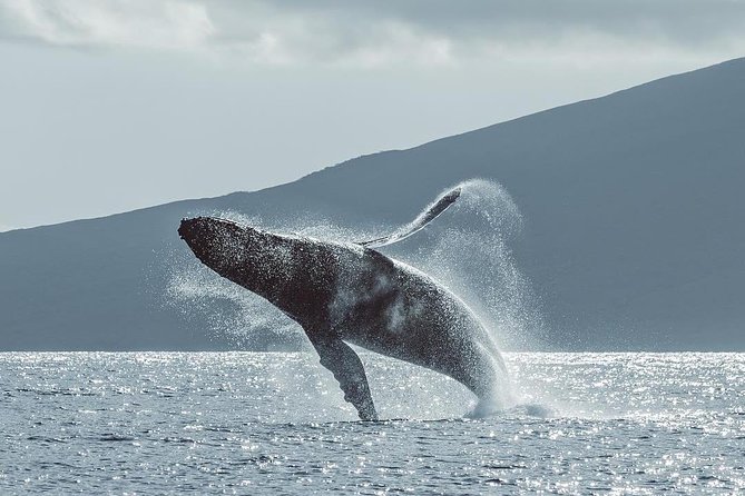 Maui: Original Sunset Cruise with Open Bar from Ka’anapali Beach - Whales can turn the evening into a wildlife trip