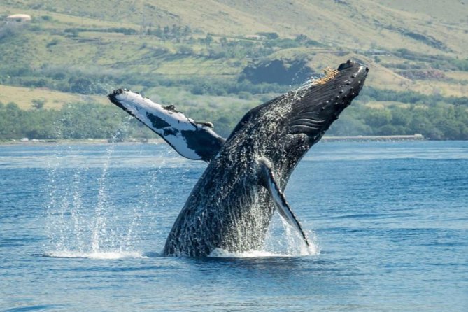 Maui: Original Sunset Cruise with Open Bar from Ka’anapali Beach - Who will enjoy this Ka’anapali sail