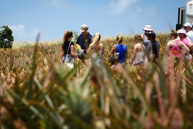Maui Pineapple Farm Tour in Haliimaile - Why Haliimaile makes a good farm stop