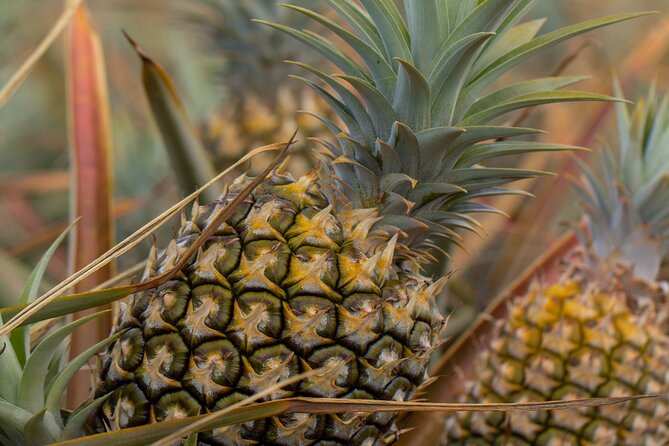 Maui Pineapple Farm Tour in Haliimaile - The guides shape the experience