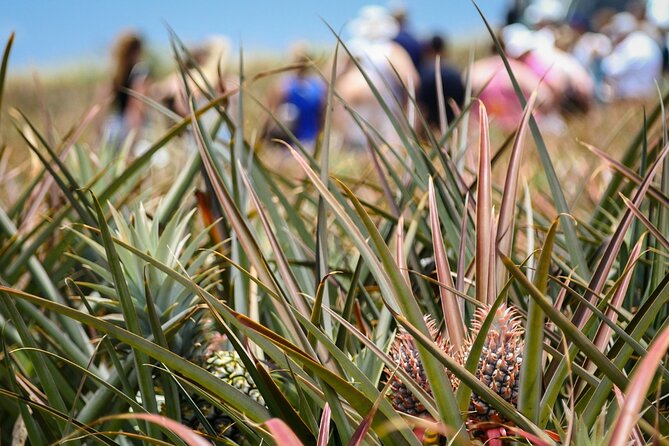 Maui Pineapple Farm Tour in Haliimaile - Is the $99.48 price fair?