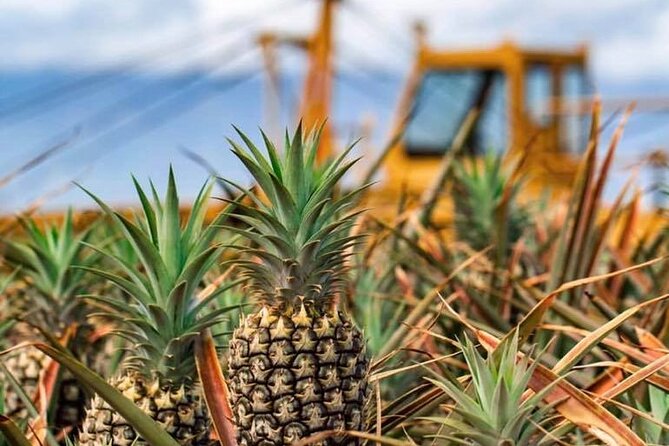 Maui Pineapple Farm Tour in Haliimaile - Who will enjoy this farm tour most?