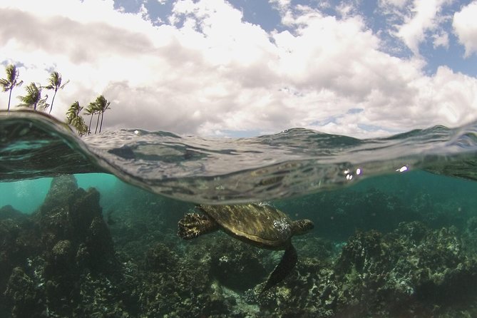 Maui South Coast and Molokini Crater Adventure from Kihei - Molokini’s back wall is the special access