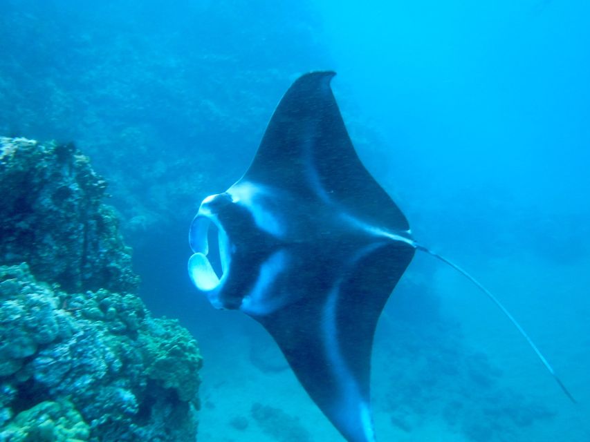 Maui: Turtle Town Kayak and Snorkel Tour - Key points to know before booking