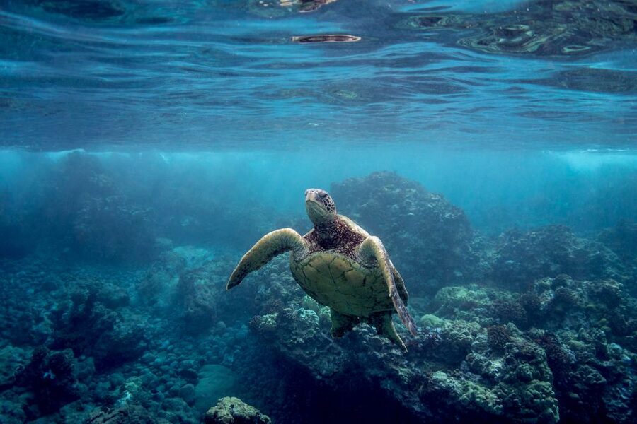 Maui: Turtle Town Kayak and Snorkel Tour - Why the early departure is worth it
