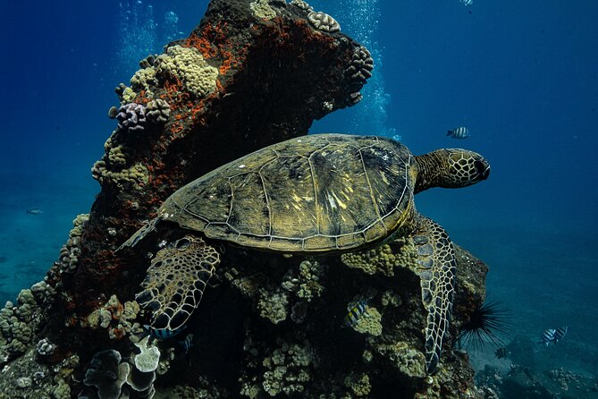 Maui: Turtle Town Snorkel with Photo and Video - What the two-hour outing actually involves