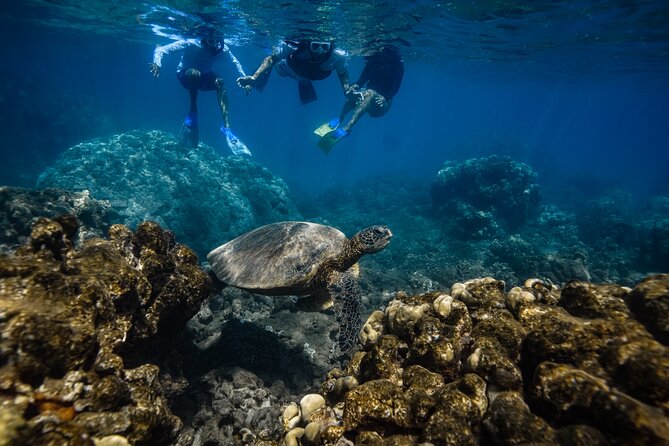 Maui: Turtle Town Snorkel with Photo and Video - Powered swim devices and other useful extras