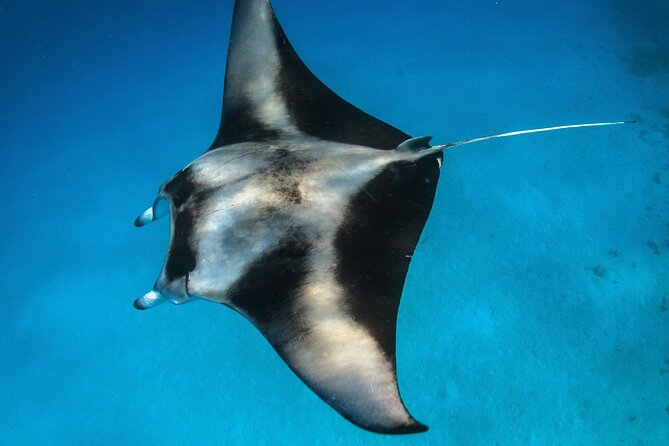 Maui: Turtle Town Snorkel with Photo and Video - Guide style and group atmosphere