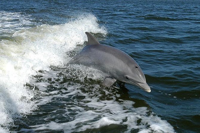 Mega Bite Dolphin Tour Boat in Clearwater Beach - Boarding at 25 Causeway Boulevard