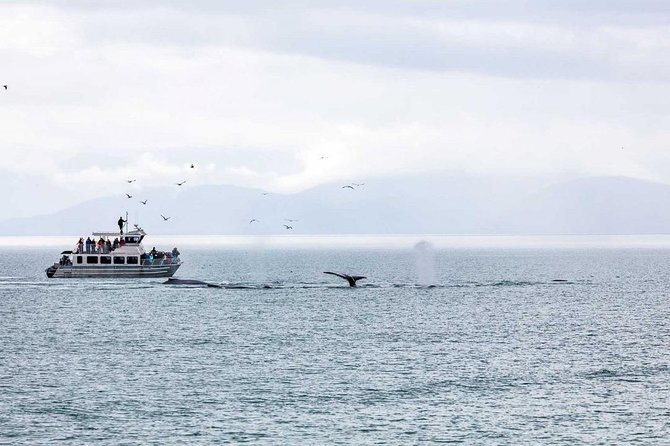 Mendenhall Glacier Visitor Center and Ultimate Whale Watch Combo - How much time you really get