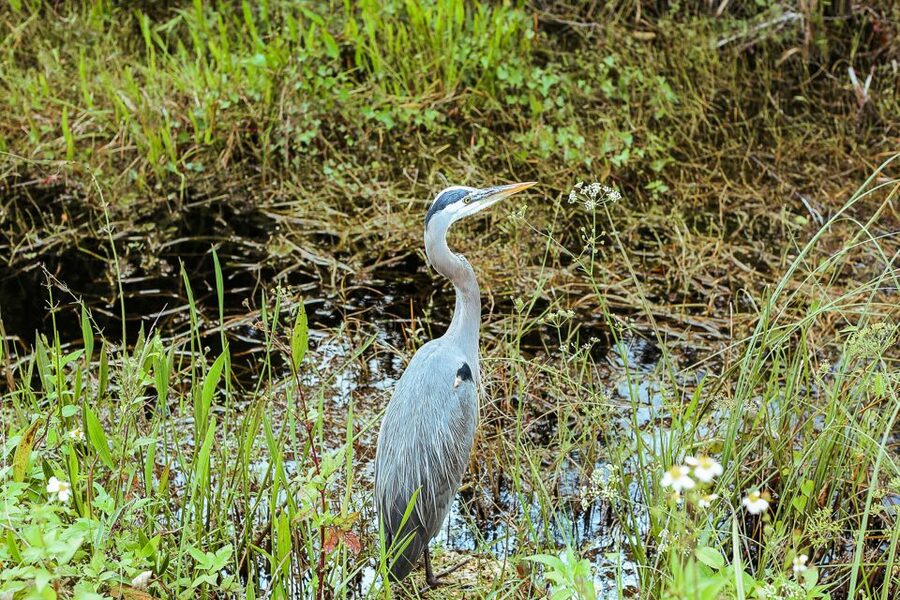 Miami: Everglades National Park Airboat Tour & Wildlife Show - A closer look at the timing
