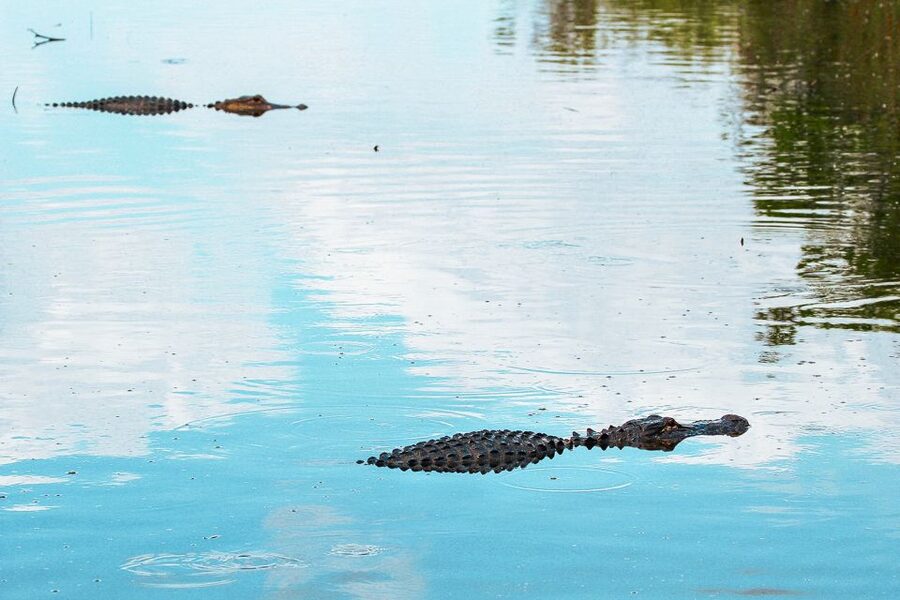 Miami: Everglades National Park Airboat Tour & Wildlife Show - What the $42 price really covers