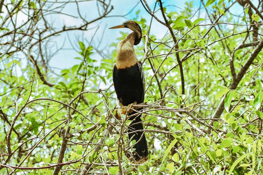 Miami: Everglades National Park Airboat Tour & Wildlife Show - Weather, comfort, and what to bring