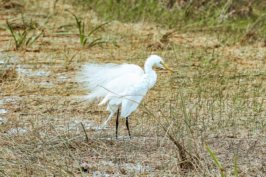 Miami: Everglades National Park Airboat Tour & Wildlife Show - Who should book this Gator Park experience?