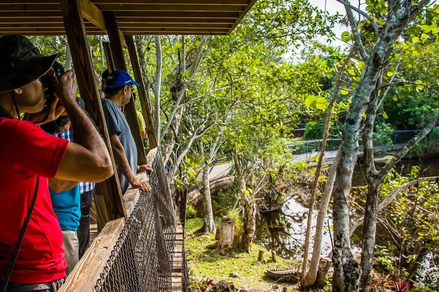 Miami: Everglades Safari Park Airboat Tour - The jungle trail and observation platform