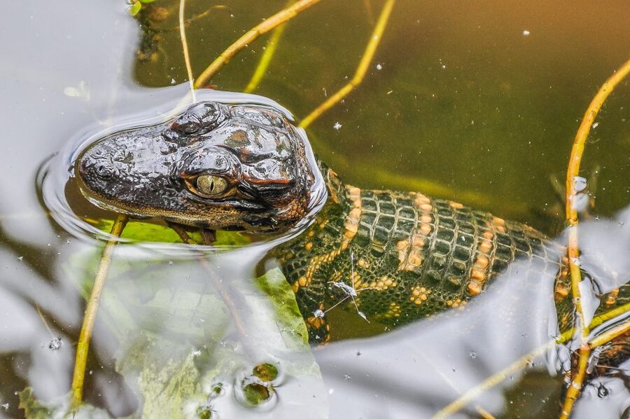 Miami: Everglades Safari Park Airboat Tour - How much value do you get for $41?