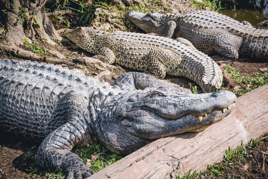 Miami: Everglades Safari Park Airboat Tour - Timing, weather, and practical planning