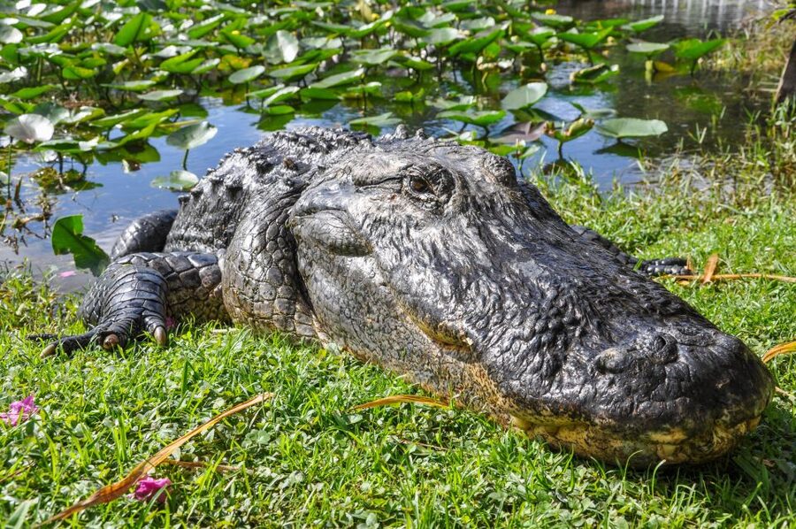 Miami: Everglades Safari Park Airboat Tour - Why wildlife sightings are never guaranteed